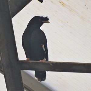 Crested Mynah at Beauval, 12/06/18