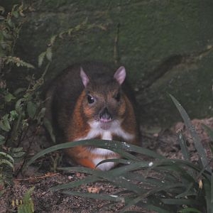 Lesser Malay Chevrotain at Beauval, 12/06/18
