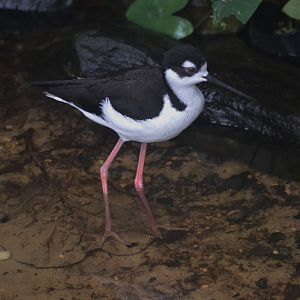 Black-necked Stilt at Beauval, 12/06/18