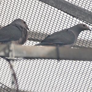 Pink-headed Imperial Pigeon at Beauval, 12/06/18