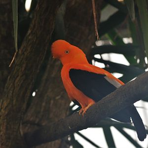 Andean Cock-of-the-Rock at Beauval, 12/06/18