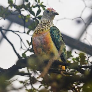 Rose-crowned Fruit Dove at Beauval, 12/06/18