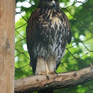 Ferruginous Hawk at Beauval, 12/06/18