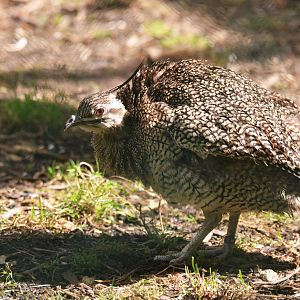Elegant Crested Tinamou at Beauval, 12/06/18