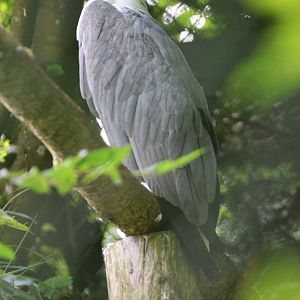 White-bellied Sea Eagle at Beauval, 12/06/18