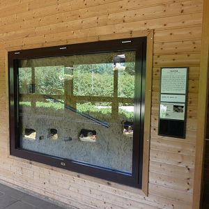 Naked Mole Rat Enclosure