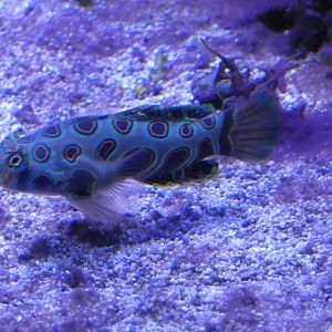 Picturesque Dragonet