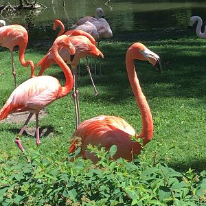 Flamingoes | Milwaukee County Zoo