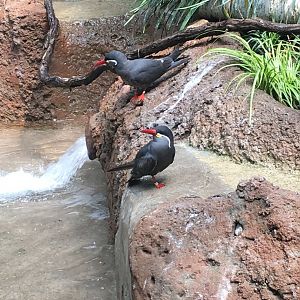 Inca Terns | Milwaukee County Zoo