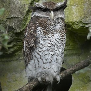 Barred Eagle-Owl