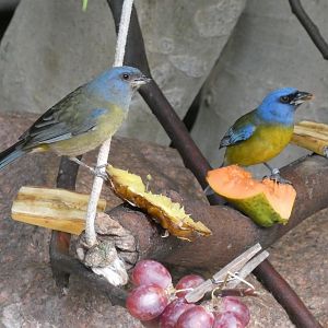 Blue-and-yellow Tanager
