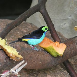Paradise Tanager