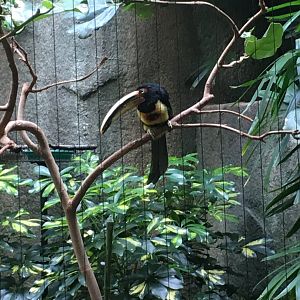 Aracari | Milwaukee County Zoo