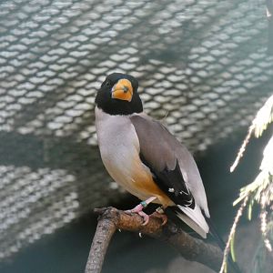 Chinese Grosbeak