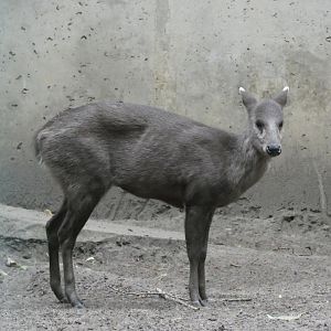 Mitchie's Tufted Deer