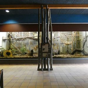 View of Diana Monkey Indoors