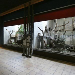 View of Capuchin and Howler Monkey indoors