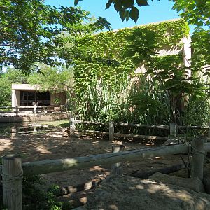 Amphibians & Reptiles - Aldabra Tortoise Exhibit