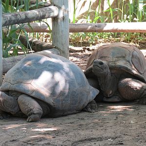 Amphibians & Reptiles - Aldabra Tortoise Exhibit