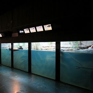 Amphibians & Reptiles - North American River Bank Exhibit