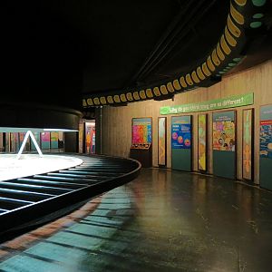 Amphibians & Reptiles - Aldabra Tortoise Indoor Exhibit
