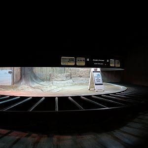 Amphibians & Reptiles - Aldabra Tortoise Indoor Exhibit