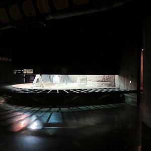 Amphibians & Reptiles - Aldabra Tortoise Indoor Exhibit