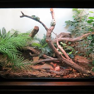 Amphibians & Reptiles - Magnificent Treefrog and Northern Blue-tongued Skink Exhibit