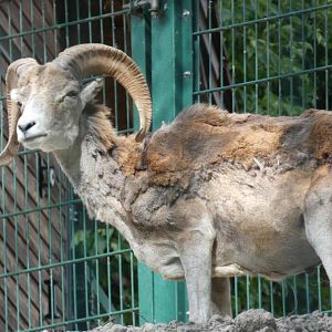 Marco Polo Sheep