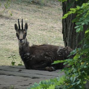 Alpine Chamois