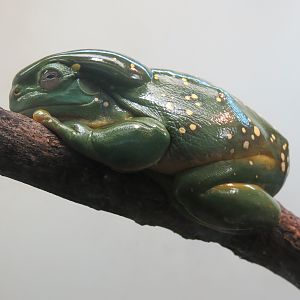 Amphibians & Reptiles - Magnificent Treefrog and Northern Blue-tongued Skink Exhibit
