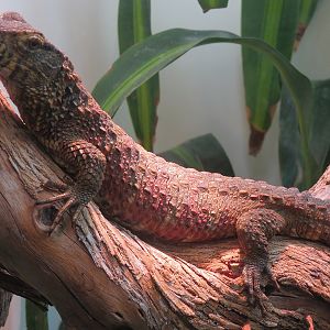 Amphibians & Reptiles - Chinese Crocodile Lizard Exhibit