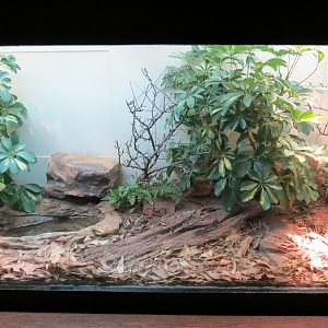 Amphibians & Reptiles - Black-breasted Leaf Turtle and Black-spined Toad Exhibit