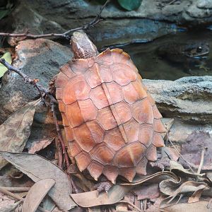 Amphibians & Reptiles - Black-breasted Leaf Turtle and Black-spined Toad Exhibit