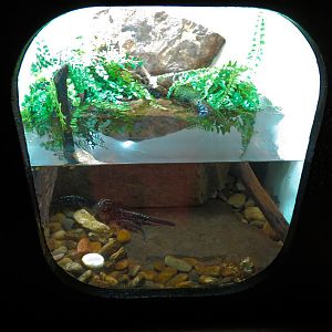 Amphibians & Reptiles - Okinawa Newt Exhibit