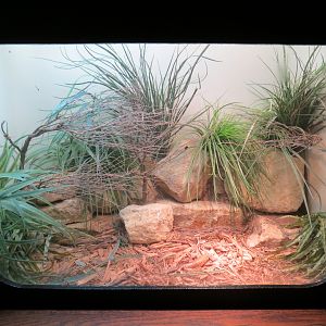 Amphibians & Reptiles - Scheltopusik Exhibit