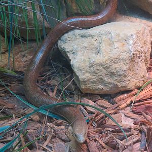 Amphibians & Reptiles - Scheltopusik Exhibit