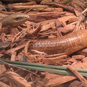 Amphibians & Reptiles - Scheltopusik Exhibit