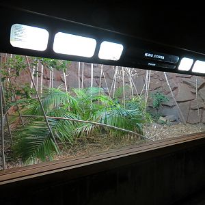 Amphibians & Reptiles - King Cobra Exhibit