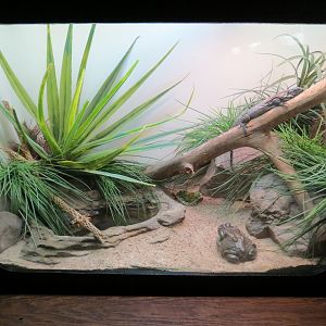 Amphibians & Reptiles - Sonoran Desert Toad and Sonoran Spiny-tailed Iguana Exhibit