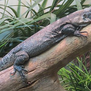 Amphibians & Reptiles - Sonoran Desert Toad and Sonoran Spiny-tailed Iguana Exhibit