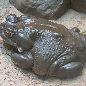 Amphibians & Reptiles - Sonoran Desert Toad and Sonoran Spiny-tailed Iguana Exhibit