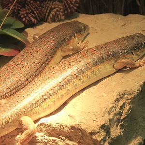 Amphibians & Reptiles - Berber Skink Exhibit