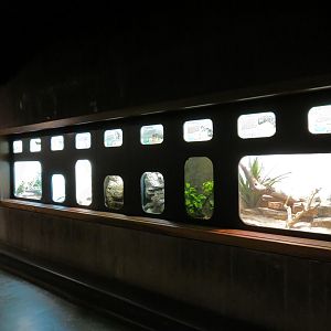 Amphibians & Reptiles - Hallway