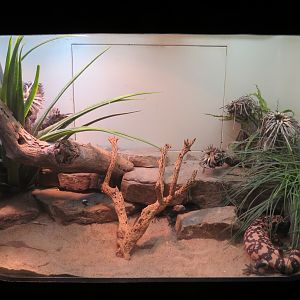 Amphibians & Reptiles - Chuckwalla and Gila Monster Exhibit