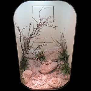 Amphibians & Reptiles - Southwestern Speckled Rattlesnake Exhibit