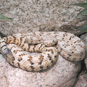 Amphibians & Reptiles - Southwestern Speckled Rattlesnake Exhibit