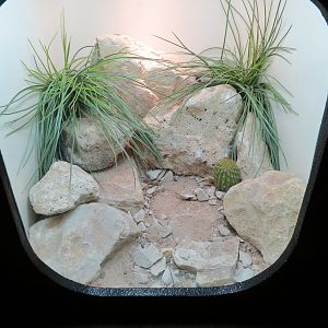 Amphibians & Reptiles - Gray-banded Kingsnake Exhibit