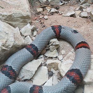 Amphibians & Reptiles - Gray-banded Kingsnake Exhibit