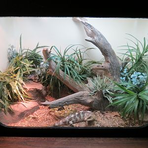 Amphibians & Reptiles - Shingleback Skink Exhibit